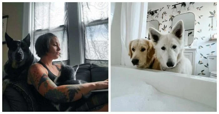 Когда питомцы берут верх: 18 весёлых животных, готовых усесться на голову