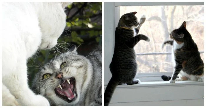 Даже в гневе они милы