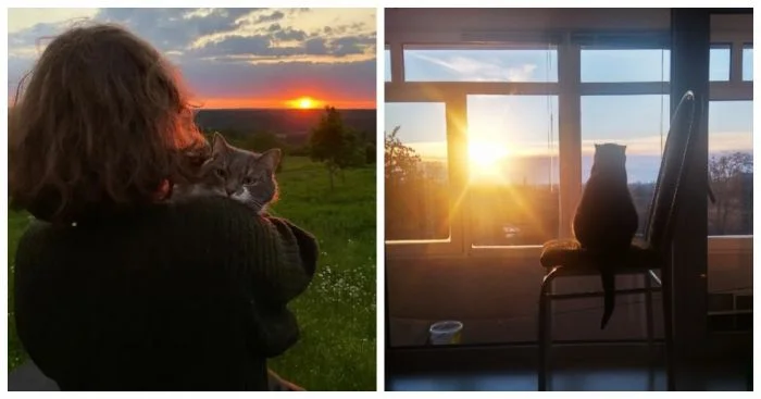 Когда котики встречают утро: 25 рассветных мгновений