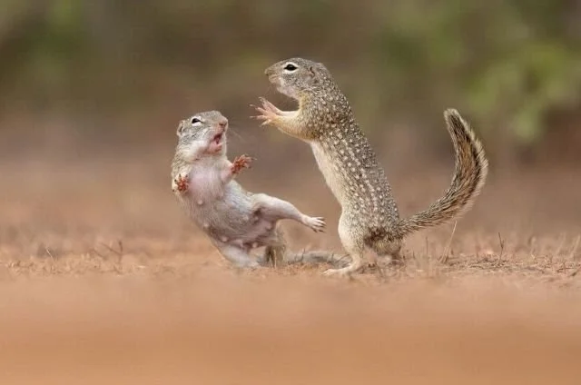 Фотограф запечатлел эпическую битву двух мексиканских сусликов