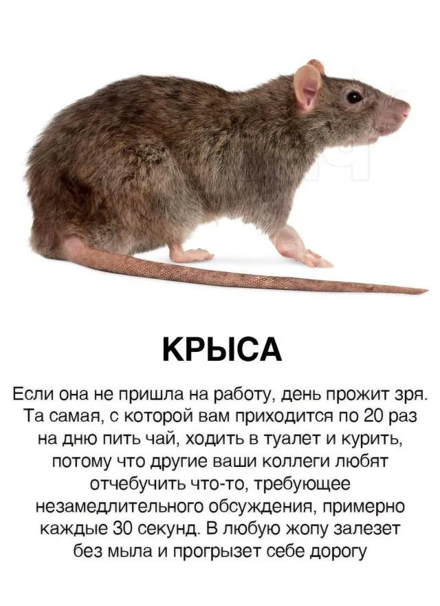 Офисные грызуны: классификация типов коллег