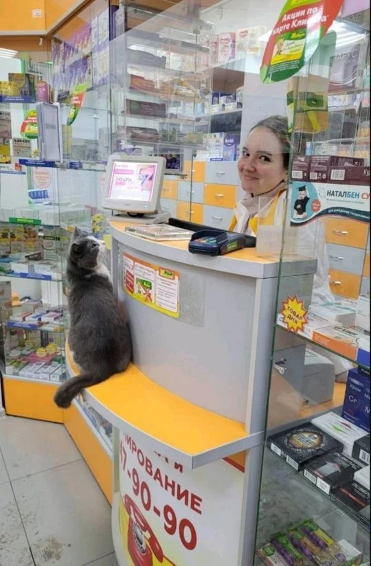 Коты в аптеках: сотрудники делятся забавными фото своих пушистых коллег