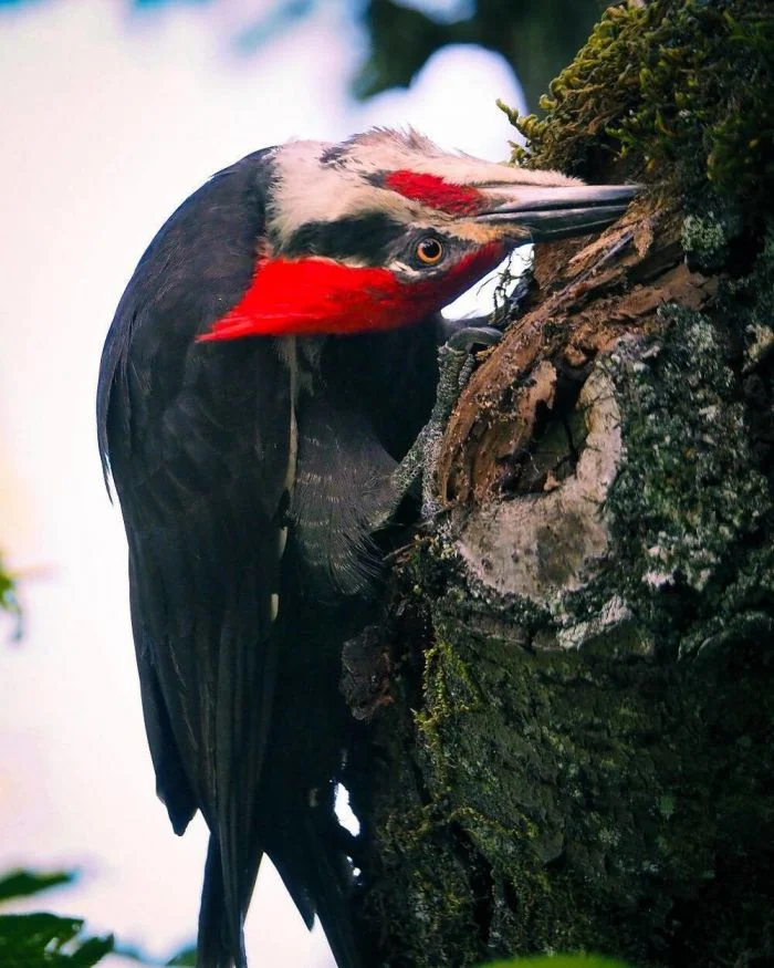 На общую тему