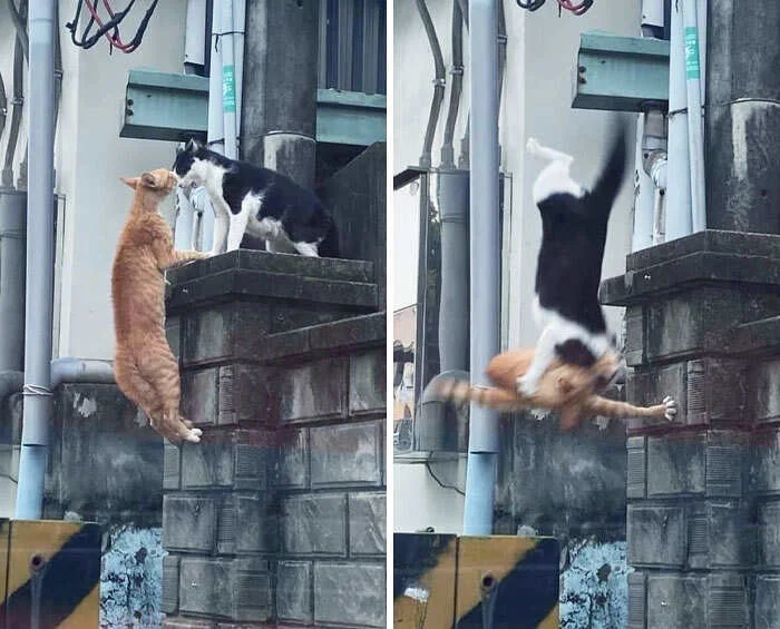 Момент за секунду до беды: 17 забавных изображений