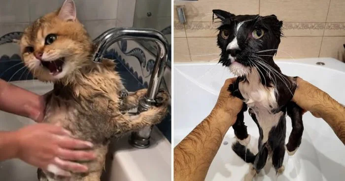 15 реакций котов на водные процедуры: Потрясение и удивление