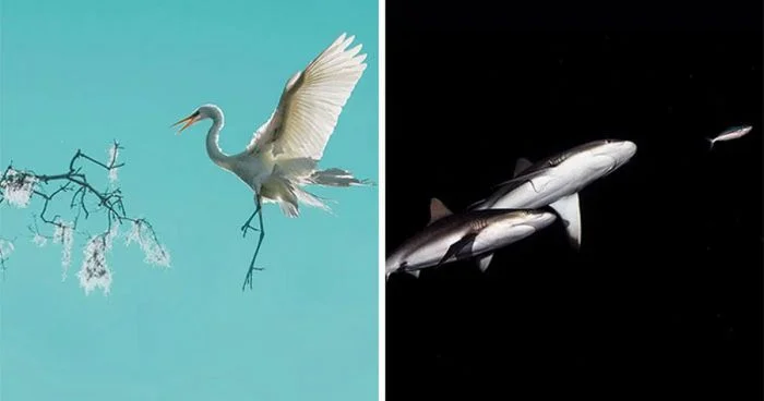 25 фотографий, где минимализм говорит сам за себя