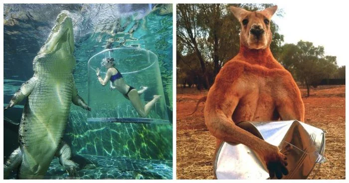 35 снимков, на которых крупные животные поражают воображение