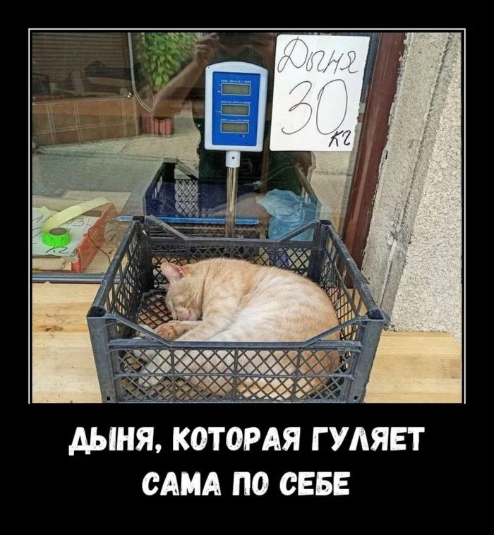 Демотиваторы на разные темы