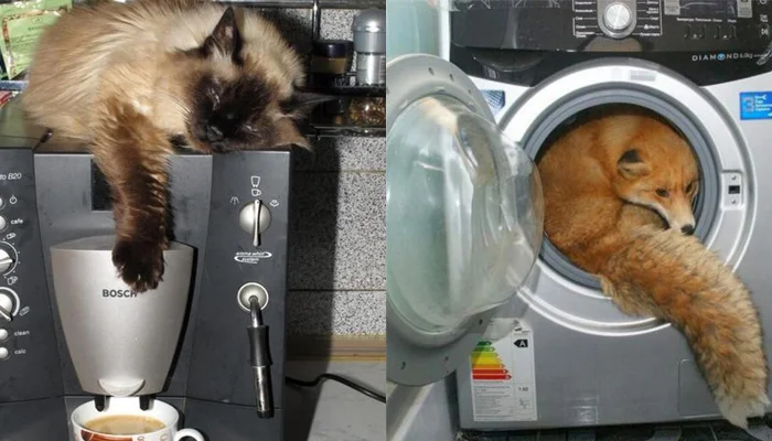 Реакция домашних питомцев на бытовую технику: от робота-пылесоса до фена