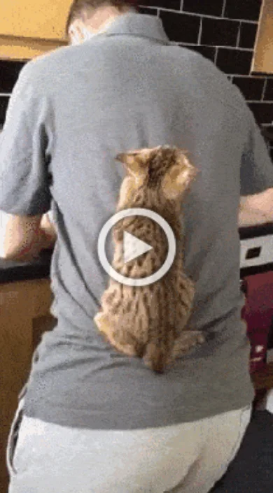 Просто гифки