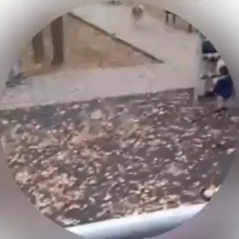 И в чем он не прав? Зоошиза в действие!