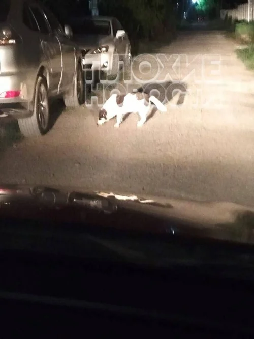 Бродячая собака в Краснодаре укусила младенца: её стерилизовали и выпустили обратно на улицы