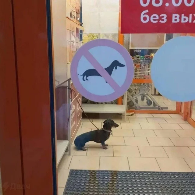 Свежие прикольные картинки