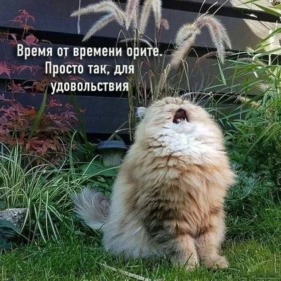 Свежие прикольные картинки