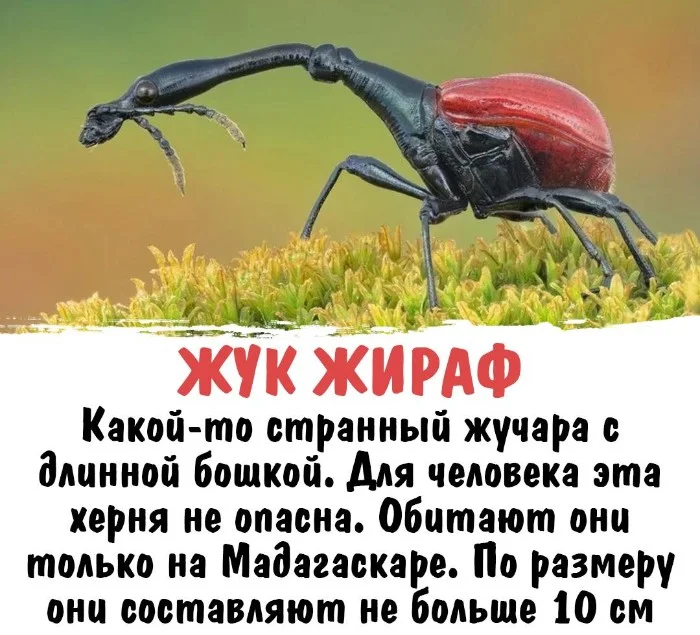 Интересная биология #11