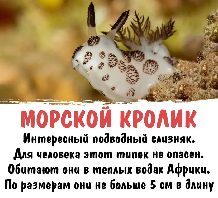 Интересная биология #12