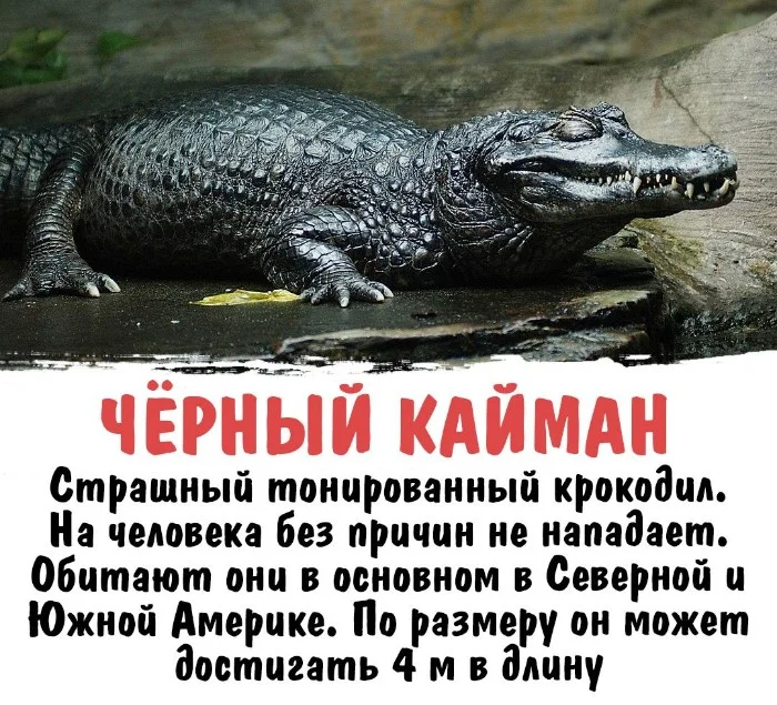 Интересная биология #24