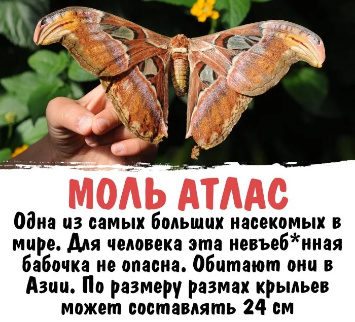 Интересная биология #3