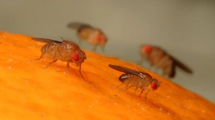 Осенние фруктовые мушки: в чем их опасность и как с ними бороться