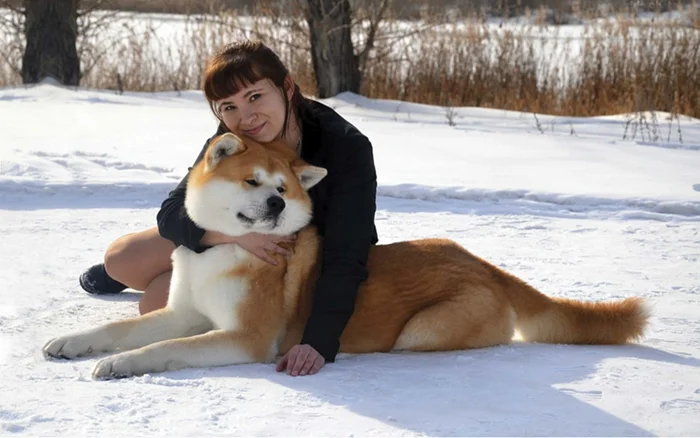 Акита-ину и миф о Хатико: как неправильный выбор породы превращает владельца в «чучело»