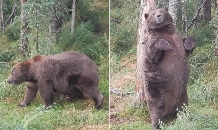 Медвежья спячка: смертельные риски на пути к зимнему выживанию