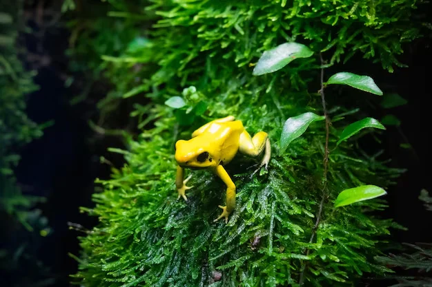 Листолаз и его смертельный яд: почему природа создала такое чудовище?