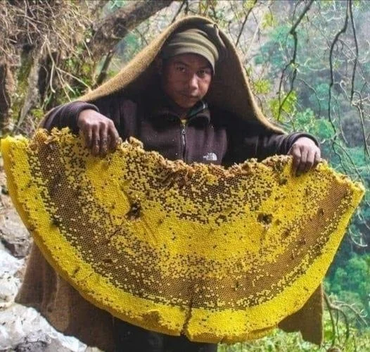 Коварный мёд «неправильных» пчел: как он погубил римскую армию