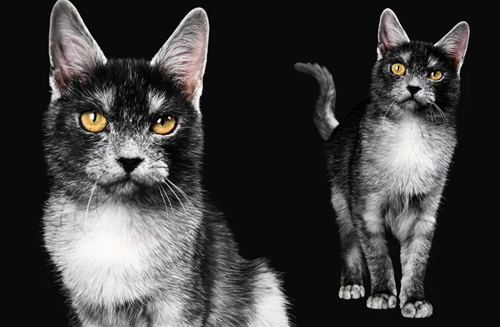 Кошка с внешностью волка и ангельским нравом: новая порода из Трансильвании