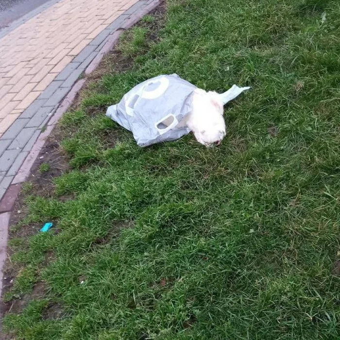 Живодеры в Подмосковье избили кота и выбросили его умирать на улице в пакете