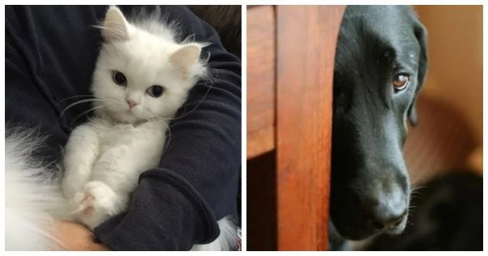 Скромные и милые: 25 симпатяг, которые растопят любое сердце