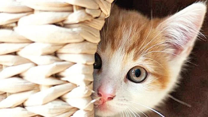 Скромные и милые: 25 симпатяг, которые растопят любое сердце