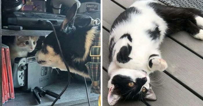 Истории спасённых питомцев: как изменилась их жизнь