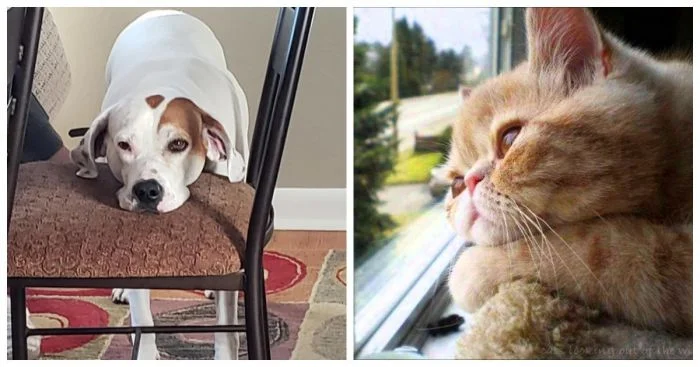 Очаровательные питомцы, скучающие и мающиеся