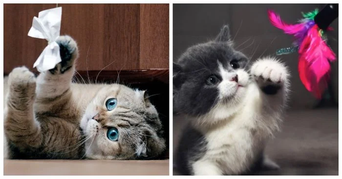 Котики, которые играли с бантиком и покорили сердца своей грацией