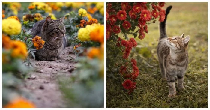 Осенние котики: 20 снимков, где они выбирают цветы и создают нежные образы