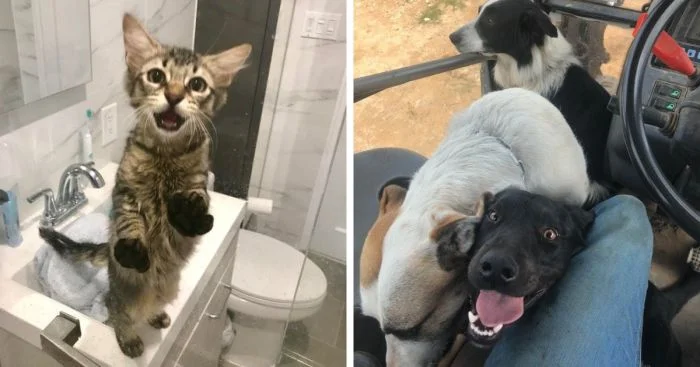 15 трогательных моментов, когда питомцы показывали свою любовь к людям
