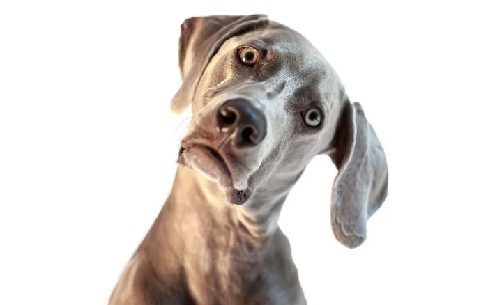 Пёсели в недоумении: 22 случая, когда они озадачили себя и окружающих