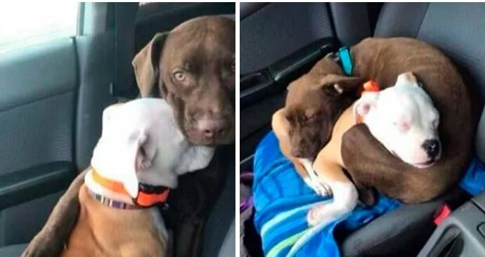 Подборка самых милых фото из интернета, где царит добро