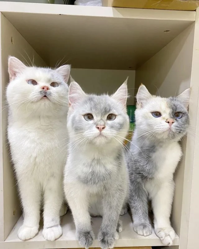 Необычные коты с окраской, будто они испачкались