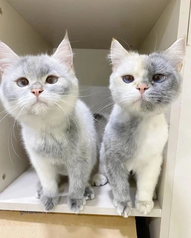 Необычные коты с окраской, будто они испачкались