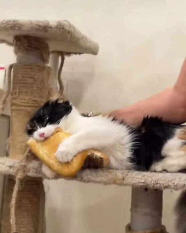 Преступление без угрызений совести