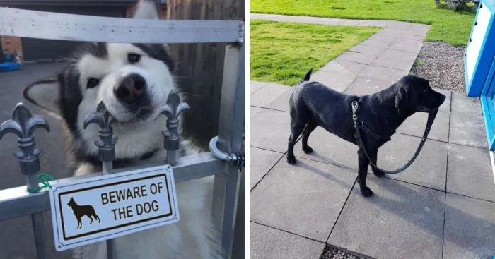 Фото милых пёсиков, которые точно заслуживают звание “самого хорошего”