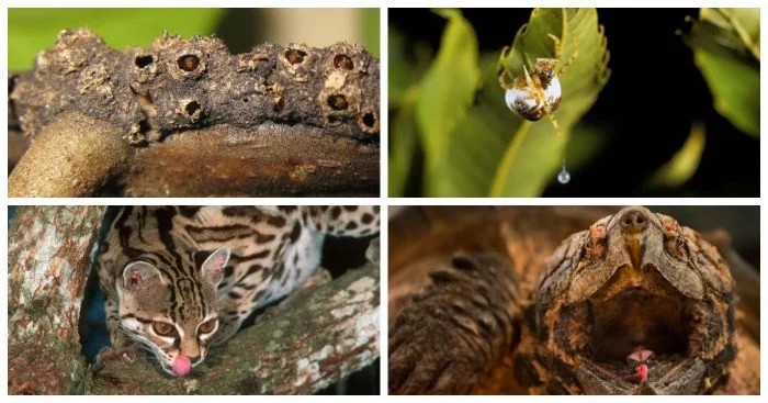 Секреты хищников: 13 приёмов для идеальной охоты