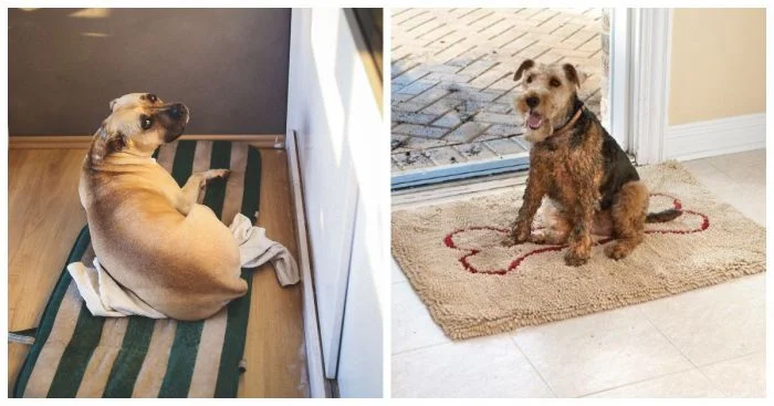 Когда хозяин вот-вот придёт: 22 пса в ожидании на коврике