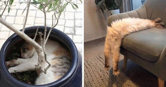 Коты в действии: 20 случаев, когда неудобных мест для сна не существует