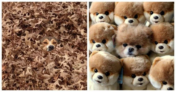 Гении маскировки: 25 примеров невероятной изобретательности