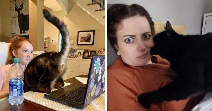 Коты-хулиганы: 16 наглых пушистиков, которые правят в доме