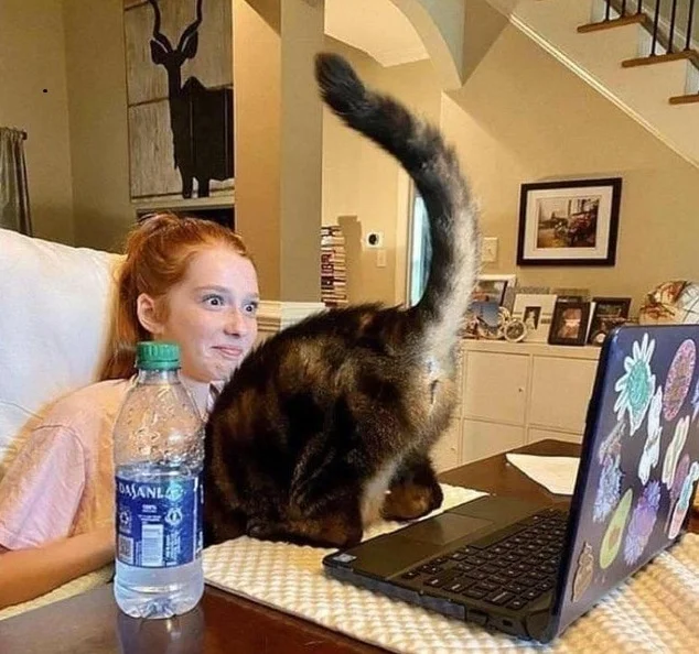 Коты-хулиганы: 16 наглых пушистиков, которые правят в доме