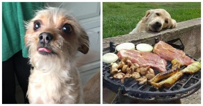 Милые попрошайки: 22 пушистика, которым нельзя отказать в вкусняшке