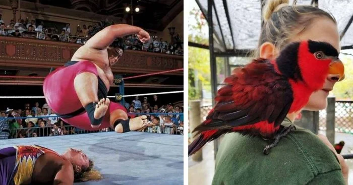 Когда фотографы поймали идеальный момент